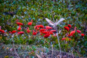 Los llanos scalet ibis 2